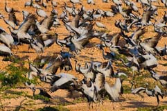 Jungfernkraniche  - Zum Vergroessern klicken!